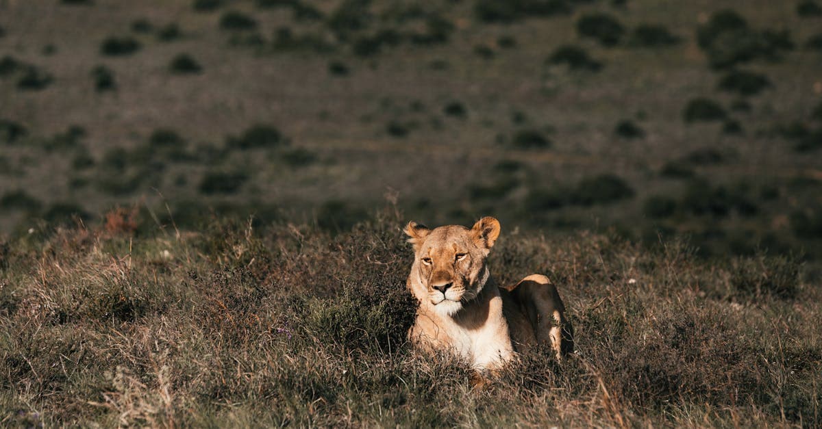 Cover Image for Experience Adventure: Unique African Safari Packages for Thrill Seekers